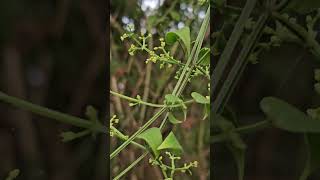 Rubia cordifolia Rakta ManjishtaKannada [upl. by Ettenay]