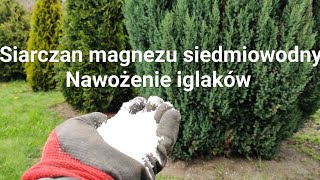 Nawożenie iglaków siarczanem magnezu siedmiowodnym [upl. by Arette]