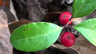 Return to Nature  A Look at Wintergreen Gaultheria procumbens [upl. by Clarance743]