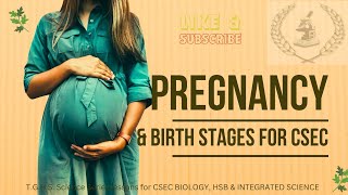 Stages of Pregnancy and Natural Birth Process [upl. by Riorsson677]