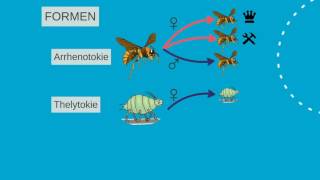 Parthenogenesis  पार्थेनोजेनेसिस  Biology [upl. by Heim]