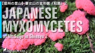 【信州の里山】妻女山の変形菌（粘菌）その2 Japanese Myxomycetes vol2 [upl. by Press]