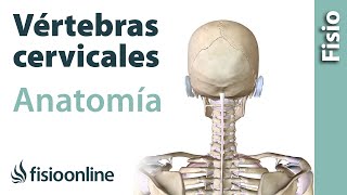 Cervicales Anatomía huesos ligamentos movimientos y articulaciones [upl. by Ahsirkal]