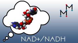 NADNADH Mechanism amp Coenzyme Chemistry [upl. by Edrock596]