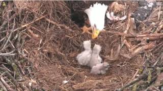 04042017 Decorah Nord Eagles  feeding [upl. by Ceil]