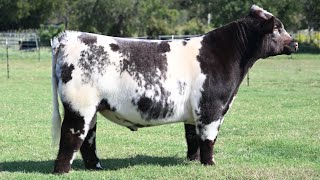 Dryer Shorthorn Bull2 [upl. by Eibob]