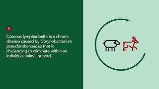 Lymphadenitis of Sheep and Goats  Merck Veterinary Manual [upl. by Ayrad]