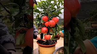 How to Grow Apple Plant at Home 🍎 🍏 New Technique of Planting farming plants shorts [upl. by Nrek662]