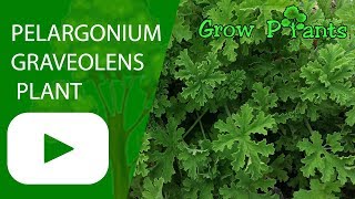 Pelargonium graveolens  Rose geranium plant [upl. by Aynotel]