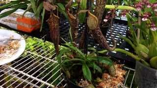 Repotting My Nepenthes Carnivorous Pitcher plant Nepenthes care and culture tips in the greenhouse [upl. by Hanafee]