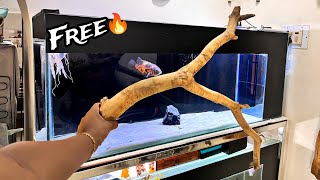 DIY Free Driftwood for Aquarium💰🔥Guava Tree Nikhil Patle [upl. by Mintun223]