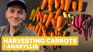 Harvesting Carrots  Planting Amaryllis Bulbs [upl. by Blake]