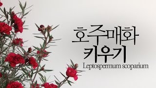 호주매화 키우기겨울 꽃 식물 Leptospermum scoparium 226화 해맑은TV [upl. by Nyleikcaj]