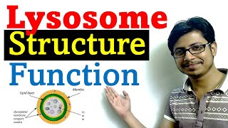 Lysosome structure and function [upl. by Haywood]