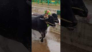 Kambala kambula kudla sports race trending [upl. by Drisko763]