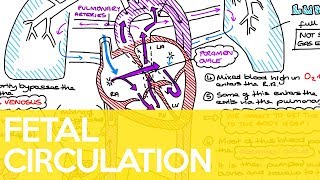 Fetal Circulation Ductus Venosus Foramen Ovale amp Ductus Arteriosus  Sarah Clifford Illustration [upl. by Connor]