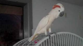 Moluccan Cockatoo scream [upl. by Hertberg]