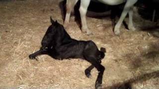 Birth of Tenaya Lipizzaner Filly [upl. by Aitel]