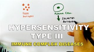 Hypersensitivity Type III or Immune Complex Diseases [upl. by Iblok797]