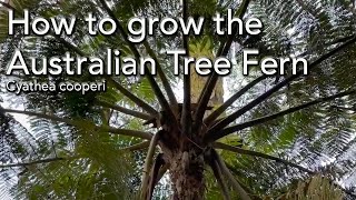 How to Grow the Australian Tree Fern  Cyathea cooperi [upl. by Aretina]