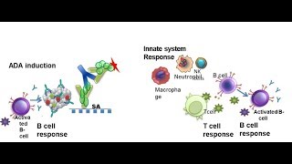 OLD new version in my channel FDA EMA Immunogenicity Assessment for Therapeutic Protein Products [upl. by Hsemin642]