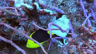 Cozumel 2024  Day 1 Dives [upl. by Seward]