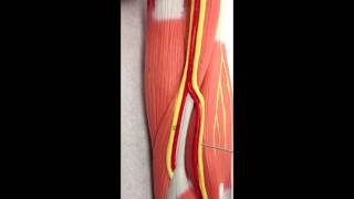 Brachial Plexus Anatomy on Model [upl. by Irneh]