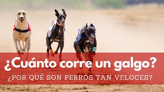 ¿Cuál es la velocidad máxima de un Galgo ¿Qué Kmh corre [upl. by Sparky]