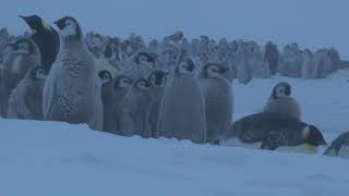 Emperor penguin Aptenodytes forsteri chicks huddled together in blizzard Antarctica [upl. by Ardnoed285]