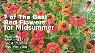 7 Punchy Red Flowering Plants for Midsummer [upl. by Lehte]