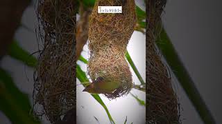 Weaver Bird bayaweaver shorts nature wildlife travel india [upl. by Gairc]