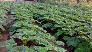 Trending Guide for Okra Farming by Berco Farm [upl. by Hershell]