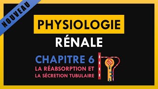 Physiologie Rénale  Chapitre 6  La réabsorption et la sécrétion tubulaire [upl. by Eppesiug848]