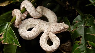 Eyelash pit viper white morph Bothriechis schlegelii [upl. by Mendie]