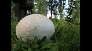 Pýchavka dlabaná  Lycoperdon utriforme [upl. by Adelric]