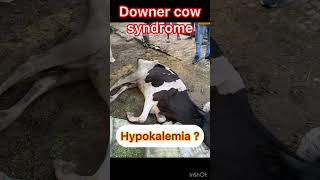 Hypokalemia l Downer cow syndrome l dr Umar khan [upl. by Arotak]