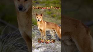 5 Amazing Facts About Dingos dingo australianwildlife 5facts [upl. by Spark]