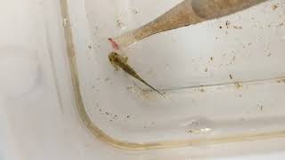 Feeding Salamander Larvae Frozen Bloodworms [upl. by Saltsman]