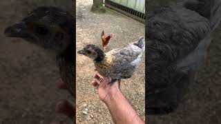 കോഴിക്ക് മരുന്ന് മേടിക്കാൻ പോയപ്പോൾ farmer chicken farming medical [upl. by Clarissa]