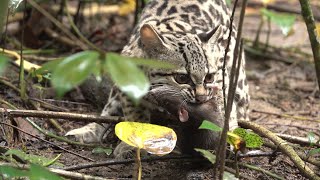 A margay ocelot catches a rat in the rainforest  margay ocelot  Vega Nova [upl. by Inat]