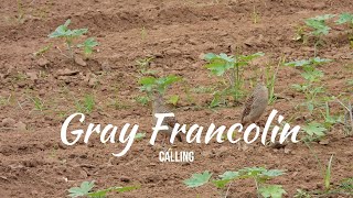 Gray Francolin  Call greyfrancolingrayfrancolingreyfrancolincallgrayfrancolincall [upl. by Aramois]