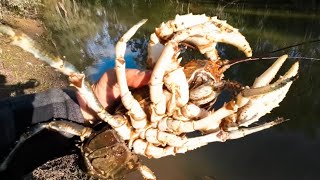 Catching a feed of big freshwater crayfish [upl. by Darmit]