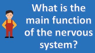 What is the main function of the nervous system   Best Health FAQ Channel [upl. by Gilford312]