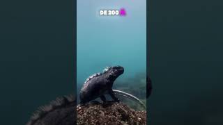 😱 ¡GODZILLA REAL existe  La única LAGARTIJA que BUCEA 🦎 Iguana Marina iguana galápagos [upl. by Llerruj]