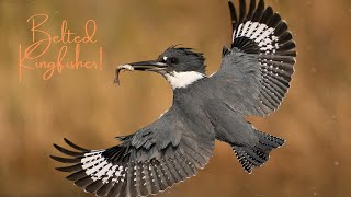 Belted Kingfisher in Flight [upl. by Maise]