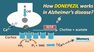 How Donepezil works in Alzheimers disease  Mechanism and side effects [upl. by Hploda]