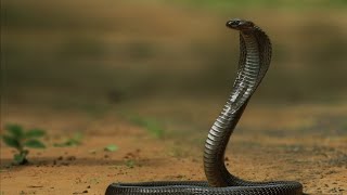 Feeling HISSterical todayhere comes the SNAKEEtymology Snake LanguageHistory [upl. by Celestine]