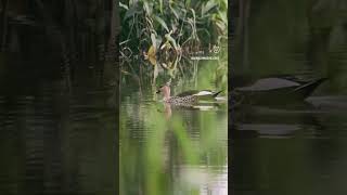 Indian spotbilled duck duck bird mobilephotography birdphoto birdsphotography birdlover [upl. by Carry]