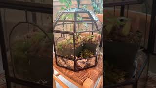 Carnivorous Plant Terrarium with Pitcher Plants shorts [upl. by Hugues]