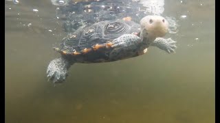 Diamondback Terrapin Release [upl. by Delamare605]